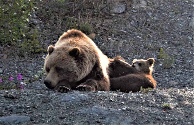 grizzly and cub